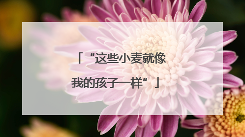 “这些小麦就像我的孩子一样”