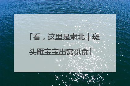 看，这里是肃北｜斑头雁宝宝出窝觅食