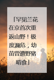 罕见兰花在京首次重返山野！极度濒危，幼苗曾遭野猪啃食