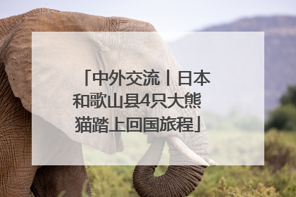 中外交流丨日本和歌山县4只大熊猫踏上回国旅程