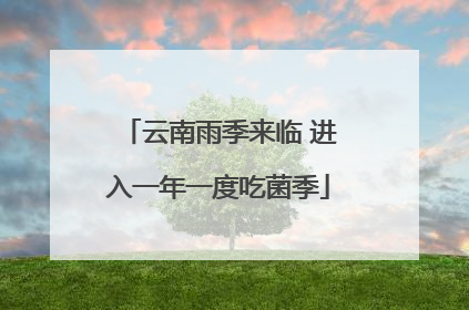 云南雨季来临 进入一年一度吃菌季