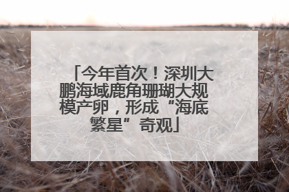 今年首次！深圳大鹏海域鹿角珊瑚大规模产卵，形成“海底繁星”奇观