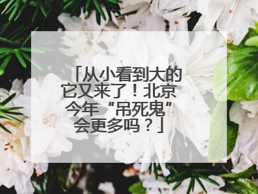 从小看到大的它又来了！北京今年“吊死鬼”会更多吗？