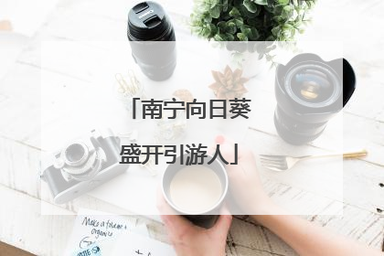 南宁向日葵盛开引游人