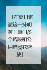 在夏日邂逅这一抹明黄！厦门多个路段和公园腊肠花盛放