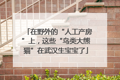 在野外的“人工产房”上，这些“鸟类大熊猫”在武汉生宝宝了