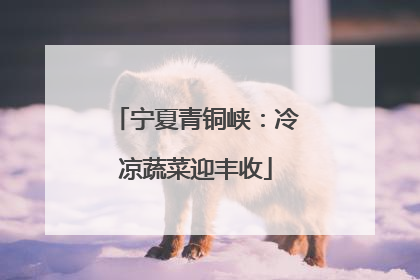 宁夏青铜峡：冷凉蔬菜迎丰收