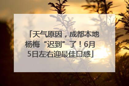 天气原因，成都本地杨梅“迟到”了！6月5日左右迎最佳口感