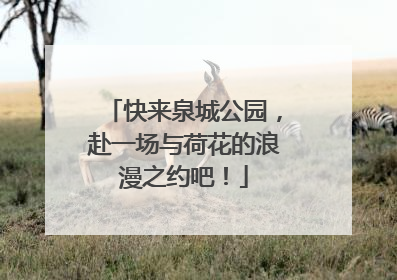 快来泉城公园，赴一场与荷花的浪漫之约吧！