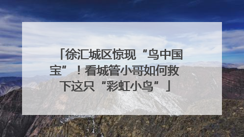 徐汇城区惊现“鸟中国宝”！看城管小哥如何救下这只“彩虹小鸟”