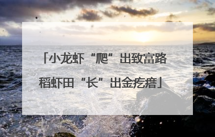 小龙虾“爬”出致富路 稻虾田“长”出金疙瘩