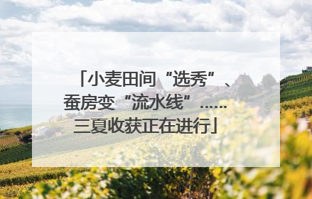 小麦田间“选秀”、蚕房变“流水线”……三夏收获正在进行
