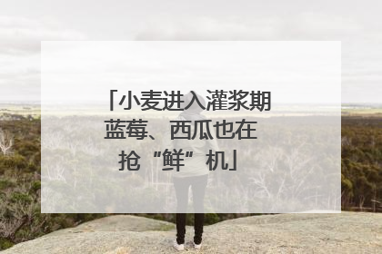 小麦进入灌浆期 蓝莓、西瓜也在抢“鲜”机