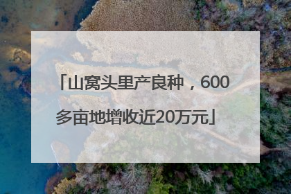 山窝头里产良种，600多亩地增收近20万元