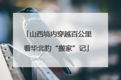 山西境内穿越百公里 看华北豹“搬家”记