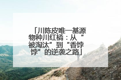 川陈皮唯一基源物种川红橘：从“被淘汰”到“香饽饽”的逆袭之路
