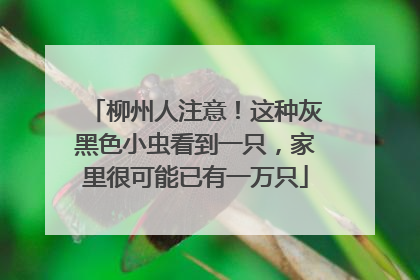 柳州人注意！这种灰黑色小虫看到一只，家里很可能已有一万只