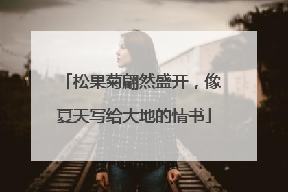松果菊翩然盛开，像夏天写给大地的情书