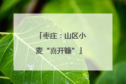 枣庄：山区小麦“喜开镰”