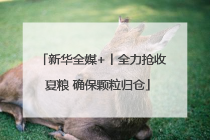 新华全媒+丨全力抢收夏粮 确保颗粒归仓