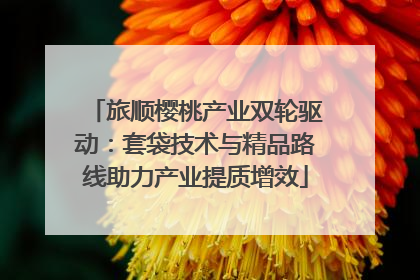 旅顺樱桃产业双轮驱动：套袋技术与精品路线助力产业提质增效