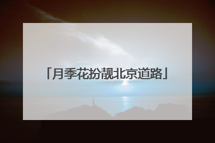 月季花扮靓北京道路