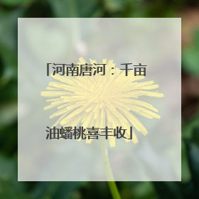 河南唐河：千亩油蟠桃喜丰收