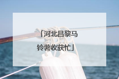 河北昌黎马铃薯收获忙