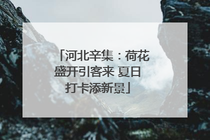 河北辛集：荷花盛开引客来 夏日打卡添新景