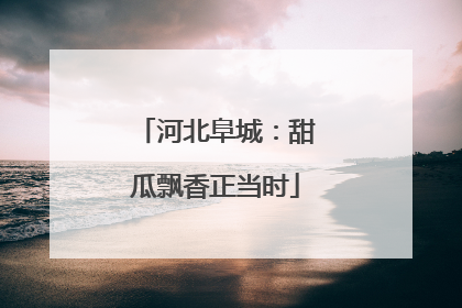 河北阜城：甜瓜飘香正当时
