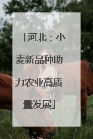 河北：小麦新品种助力农业高质量发展