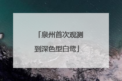 泉州首次观测到深色型白鹭