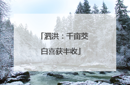 泗洪：千亩茭白喜获丰收