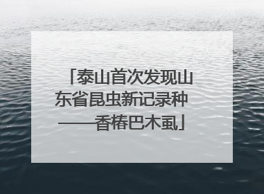 泰山首次发现山东省昆虫新记录种——香椿巴木虱
