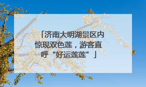 济南大明湖景区内惊现双色莲，游客直呼“好运莲莲”