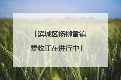 滨城区杨柳雪镇麦收正在进行中
