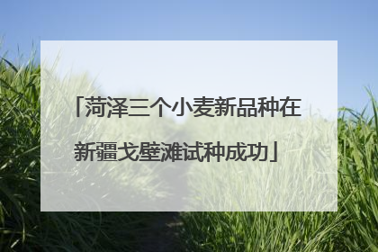 菏泽三个小麦新品种在新疆戈壁滩试种成功