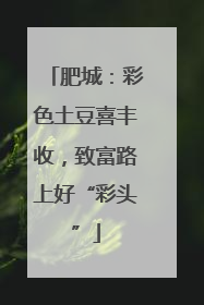 肥城：彩色土豆喜丰收，致富路上好“彩头”