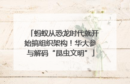 蚂蚁从恐龙时代就开始搞组织架构！华大参与解码“昆虫文明”