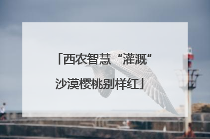 西农智慧“灌溉” 沙漠樱桃别样红