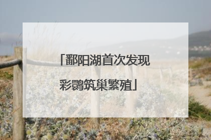 鄱阳湖首次发现彩鹮筑巢繁殖