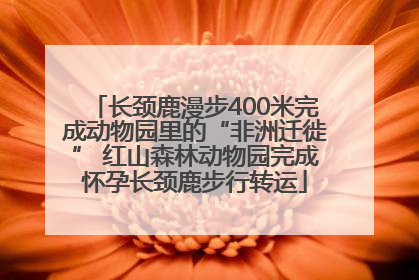 长颈鹿漫步400米完成动物园里的“非洲迁徙” 红山森林动物园完成怀孕长颈鹿步行转运