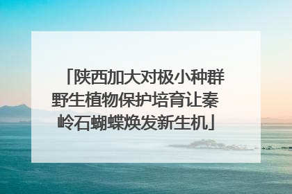 陕西加大对极小种群野生植物保护培育让秦岭石蝴蝶焕发新生机