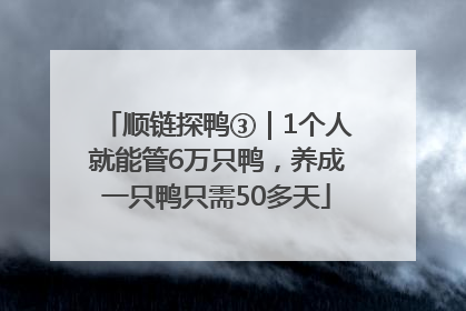 顺链探鸭③｜1个人就能管6万只鸭，养成一只鸭只需50多天