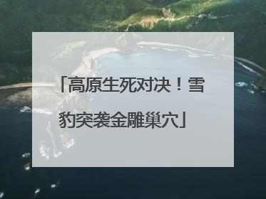 高原生死对决！雪豹突袭金雕巢穴