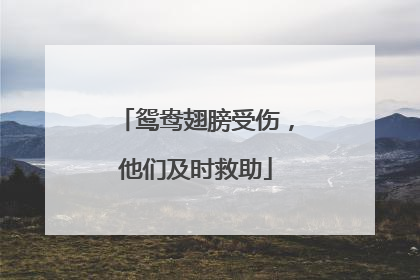 鸳鸯翅膀受伤，他们及时救助