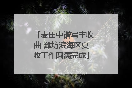 麦田中谱写丰收曲 潍坊滨海区夏收工作圆满完成